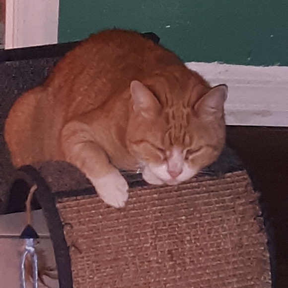 Meet your Posher, Fiona - Picture 3 of 3